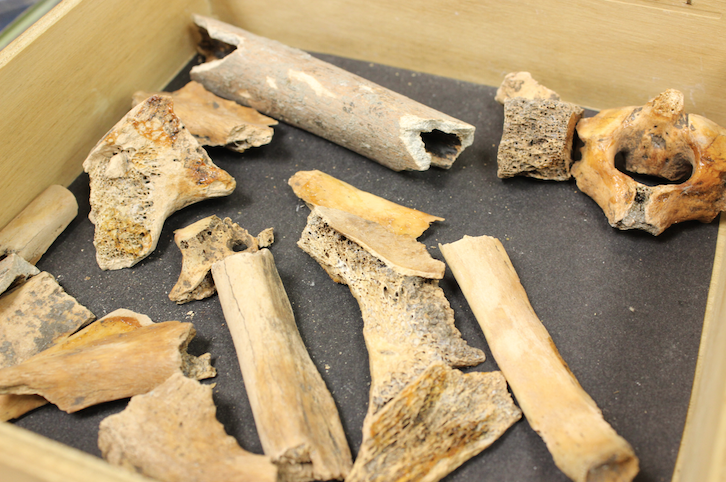 Box of bones discovered in Cal library