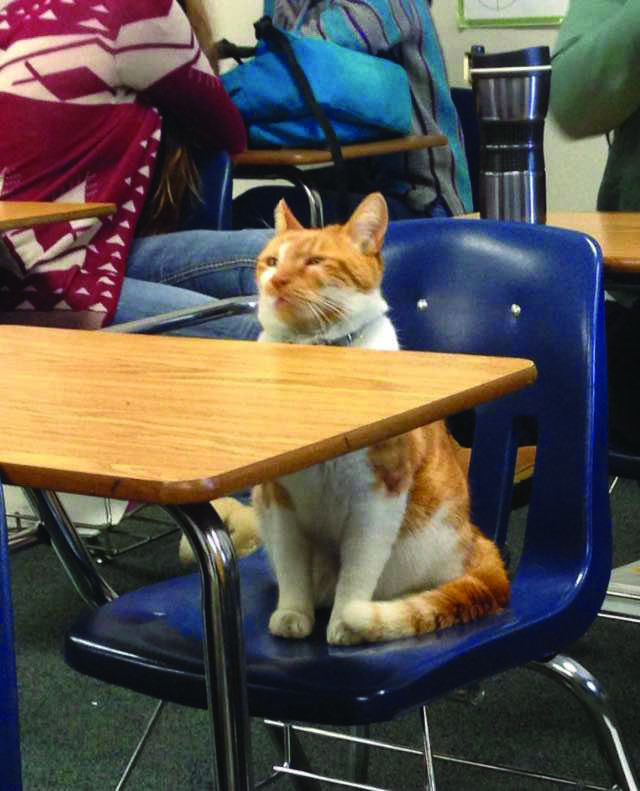 Bubba sits attentively as his wonderful mind absorbs information at a fascinating rate..