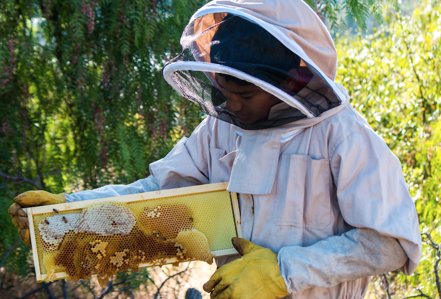 Tarun Rajan displays a healthy beehive frame, filled with honey or eggs, larvae, and pupae.