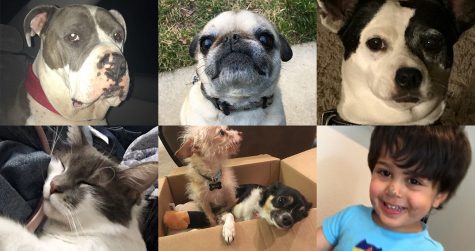 Go ‘mutts’ over the pets in the newsroom