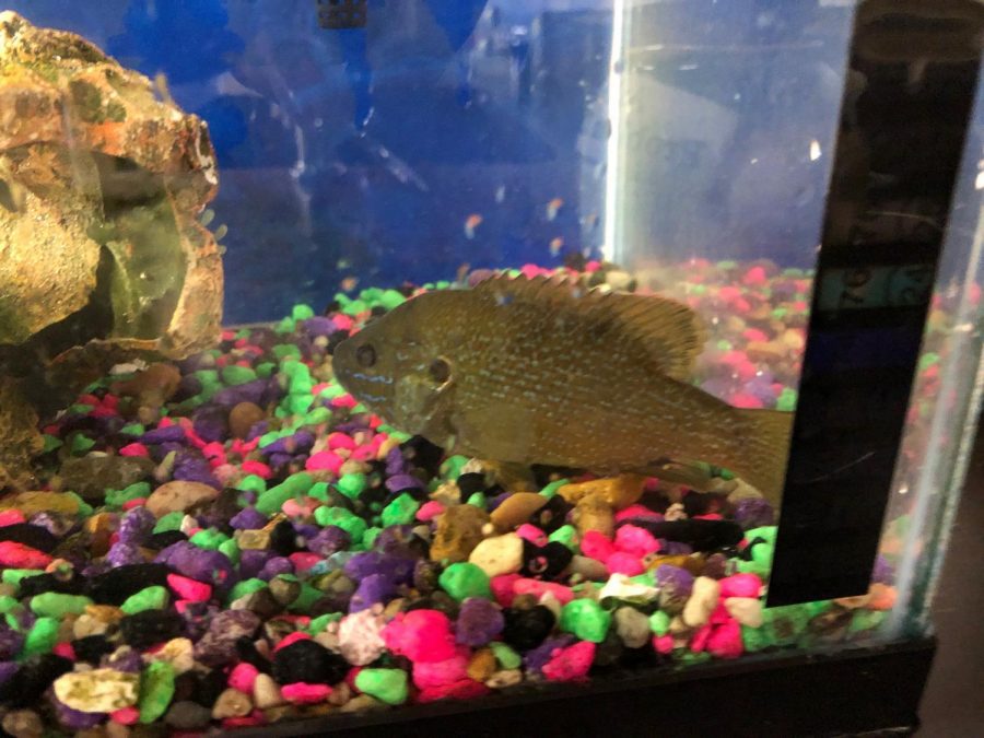 This fish was found swimming in a clogged world language bathroom sink before it was transferred to a tank by marine biology teacher Doug Mason. The fish died shortly after.