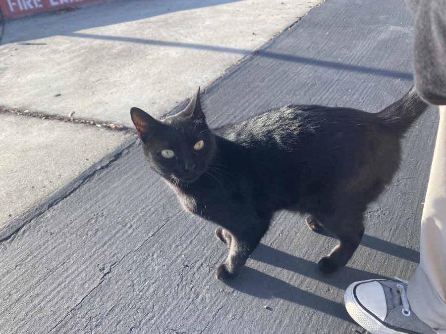 Noodle the Cal High cat glares menacingly at the camera.