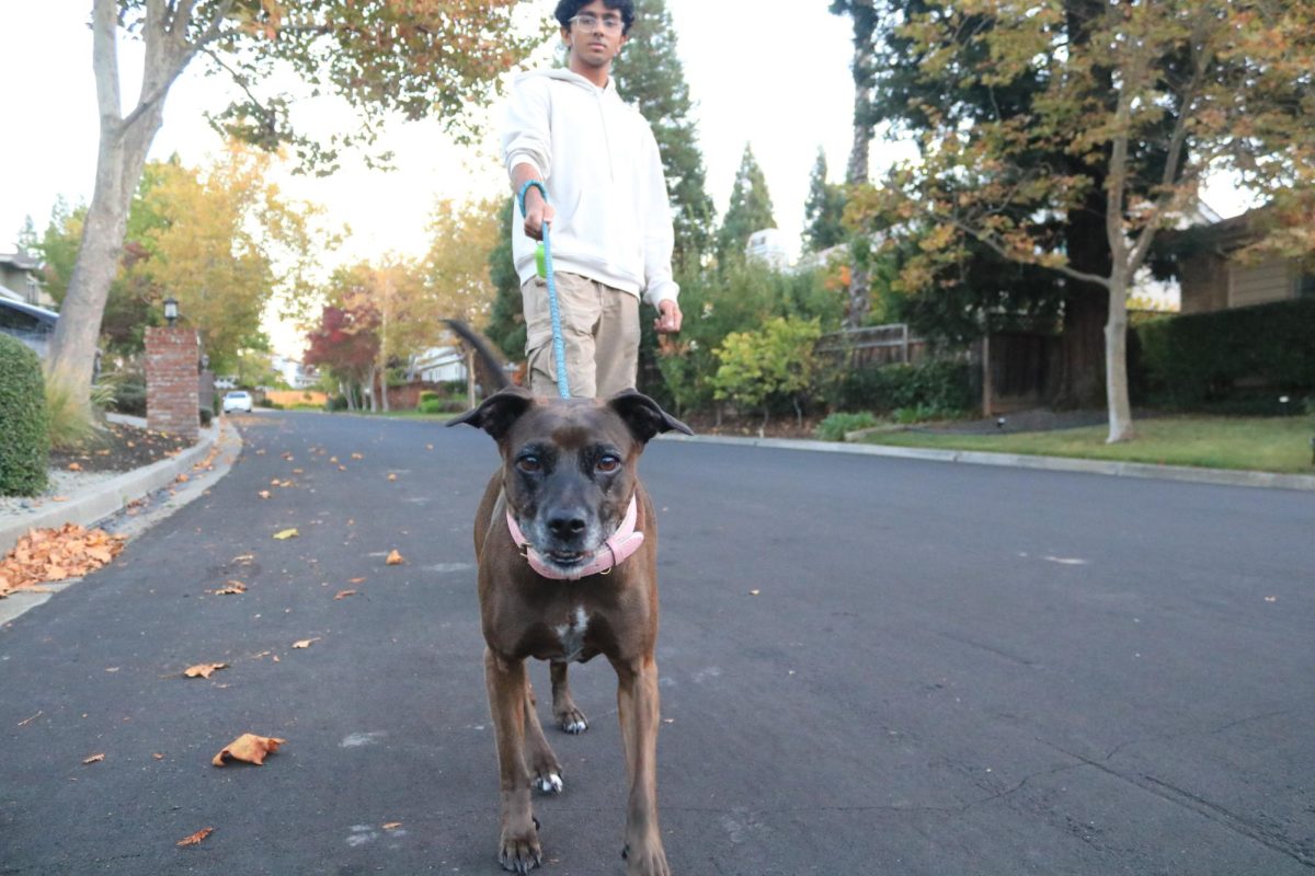 Senior Kaushikan Venugopal walks a dog as a volunteer for Paw Promise. Dog walking is one of the many volunteer jobs.